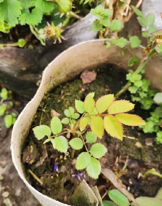 植物常识问题|月季叶子发黄一碰就掉要施什么肥（叶子上有黄点怎么救）