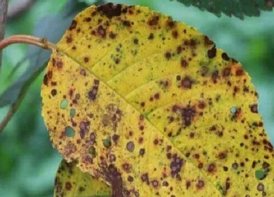 植物常识问题|夏季养花病害多如何救治