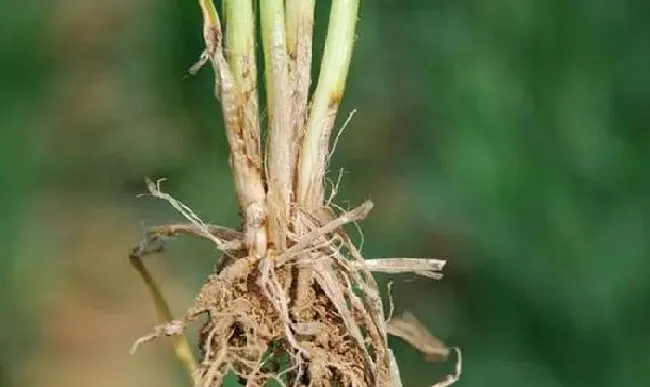 植物常识问题|小麦纹枯病防治方法与关键措施（小麦纹枯病用什么药拌种）