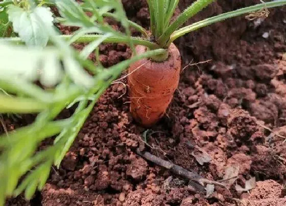 植物常识问题|胡萝卜种植时间及技术要点（露地种植胡萝卜注意什么）
