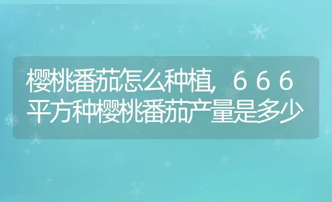 樱桃番茄怎么种植,666平方种樱桃番茄产量是多少 | 养殖常见问题