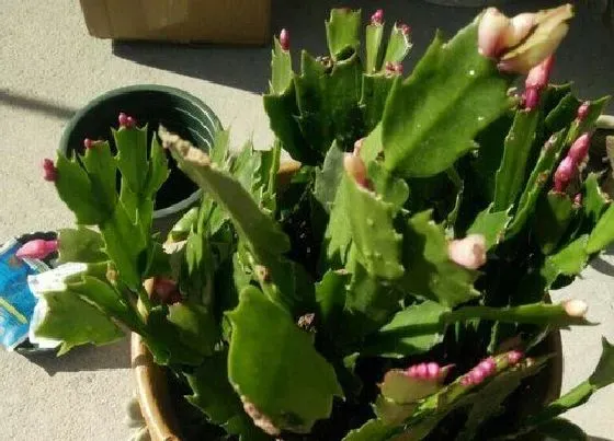 植物常识问题|僵苗的蟹爪兰如何处理恢复生长