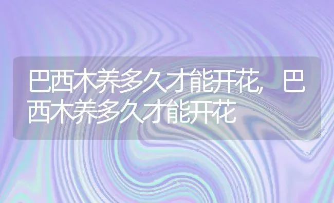 巴西木养多久才能开花,巴西木养多久才能开花 | 养殖常见问题