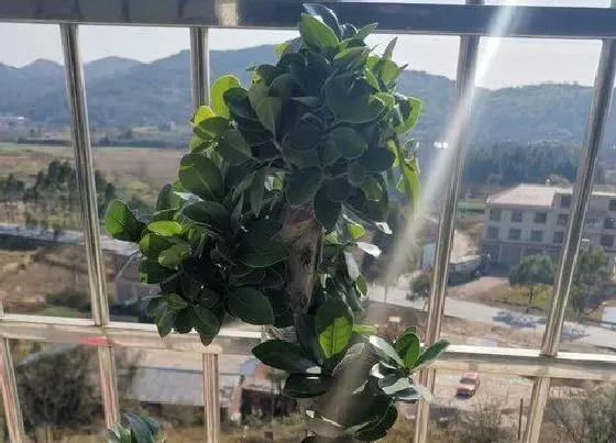 植物常识问题|小叶榕树风水禁忌及作用 放家里什么地方风水好