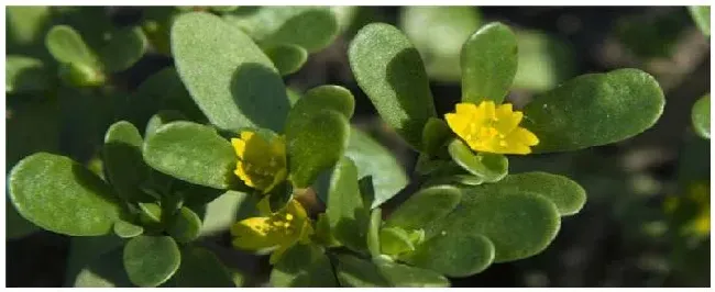 马齿苋种植注意事项 | 生活常识