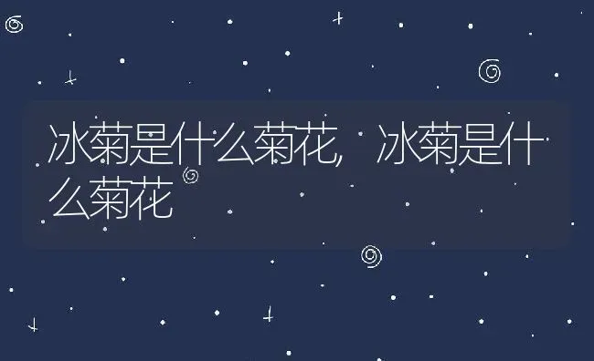 冰菊是什么菊花,冰菊是什么菊花 | 养殖常见问题