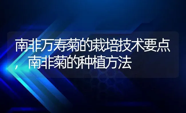 南非万寿菊的栽培技术要点,南非菊的种植方法 | 养殖常见问题