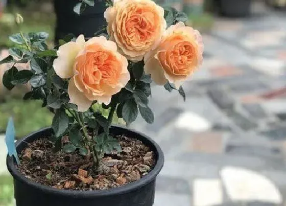 植物常识问题|果汁阳台叶子发黄怎么办（果汁阳台黄叶掉落怎么回事）