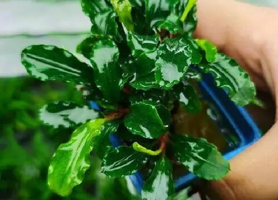 植物常识问题|辣椒榕好养吗