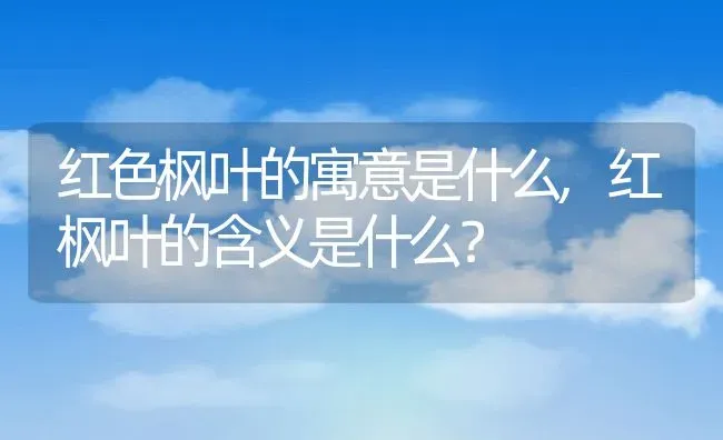 红色枫叶的寓意是什么,红枫叶的含义是什么？ | 养殖常见问题