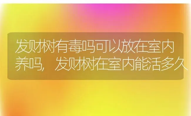 发财树有毒吗可以放在室内养吗,发财树在室内能活多久 | 养殖常见问题