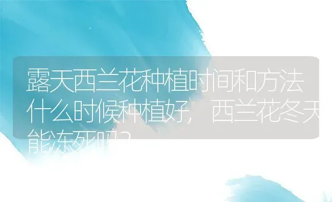 露天西兰花种植时间和方法什么时候种植好,西兰花冬天能冻死吗？ | 养殖常见问题