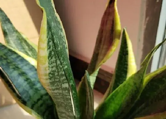 植物常识问题|虎皮兰如何处理倒伏问题