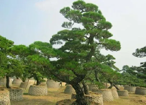 植物常识问题|屋后种什么树有靠山风水好 房子后面栽什么树合适