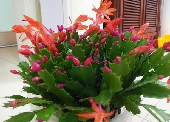 植物常识问题|僵苗的蟹爪兰如何处理恢复生长