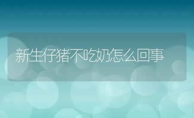 新生仔猪不吃奶怎么回事 | 养殖常见问题