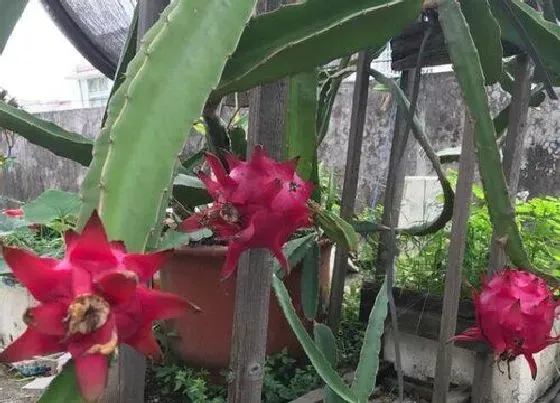 植物常识问题|火龙果含糖量高吗 血糖高及减肥的人能吃吗