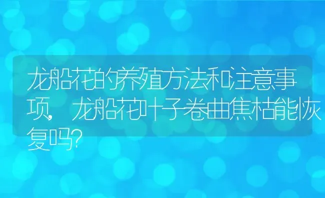 龙船花的养殖方法和注意事项,龙船花叶子卷曲焦枯能恢复吗？ | 养殖常见问题