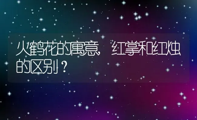 火鹤花的寓意,红掌和红烛的区别？ | 养殖常见问题