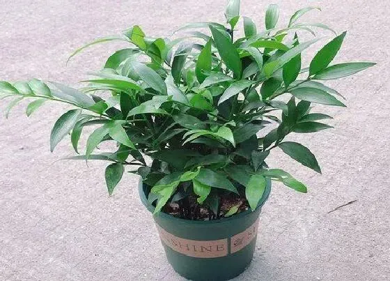 植物常识问题|冬天养花浇水的错误习惯