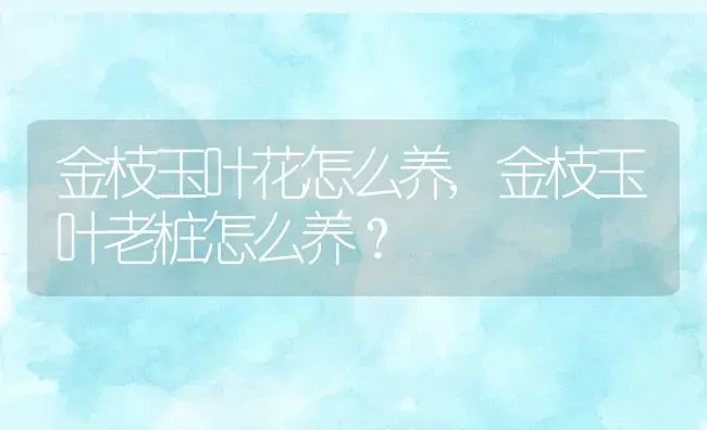 金枝玉叶花怎么养,金枝玉叶老桩怎么养？ | 养殖常见问题