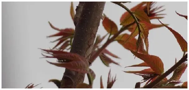 香椿发芽温度 | 科普知识