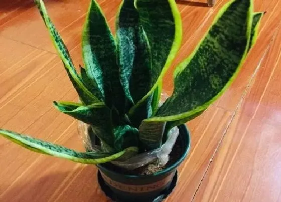 植物常识问题|虎皮兰长得不好该怎么进行解决