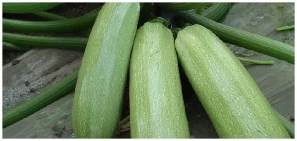 西葫芦菌核病防治 | 生活常识