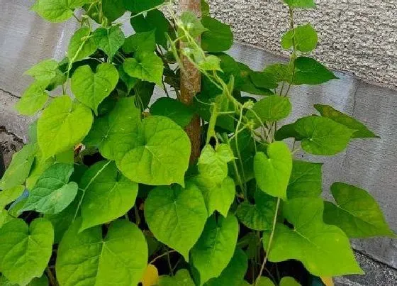 植物常识问题|牵牛花为什么不开花只长叶子 牵牛花不开花是什么样子