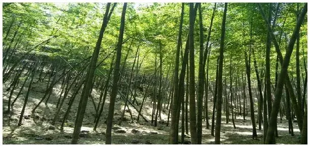 竹子做什么利润高 | 农业常识