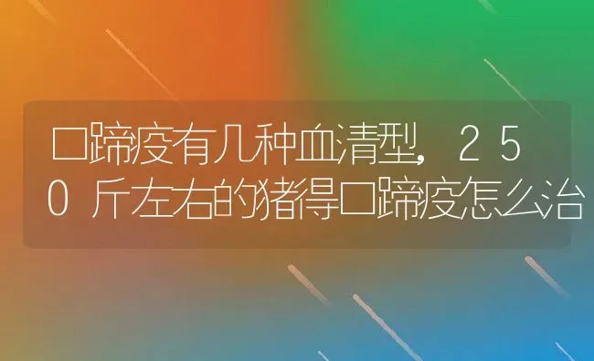 口蹄疫有几种血清型,250斤左右的猪得口蹄疫怎么治 | 养殖常见问题