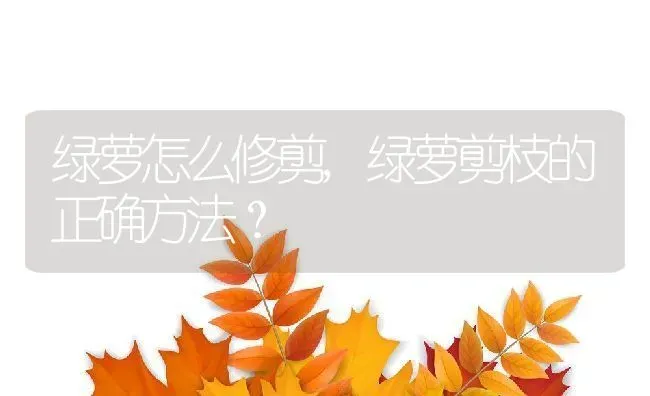 绿萝怎么修剪,绿萝剪枝的正确方法？ | 养殖常见问题