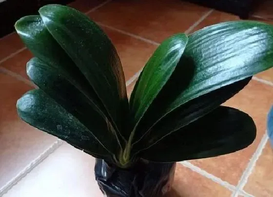 植物常识问题|君子兰被养死是哪些方面的失误导致的
