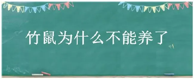 竹鼠为什么不能养了 | 生活常识