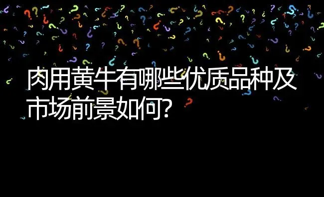 肉用黄牛有哪些优质品种及市场前景如何? | 养殖问题解答