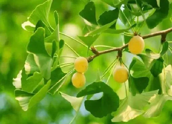 植物常识问题|银杏树多少年才能结果 银杏树种植几年能开花结果长出白果