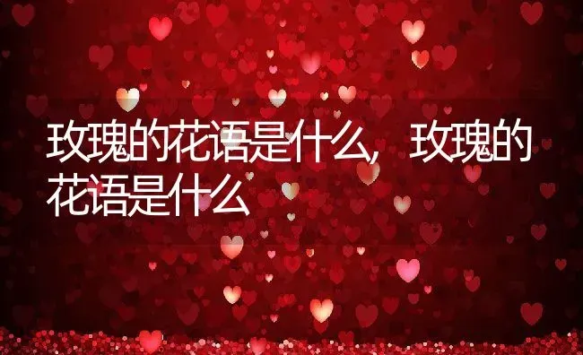 玫瑰的花语是什么,玫瑰的花语是什么 | 养殖常见问题
