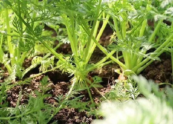 植物常识问题|胡萝卜种植时间及技术要点（露地种植胡萝卜注意什么）