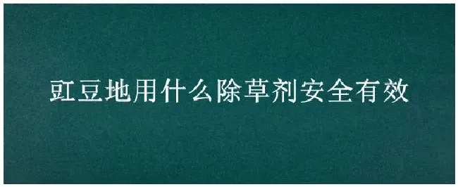 豇豆地用什么除草剂安全有效 | 科普知识