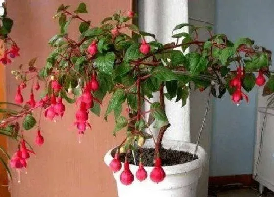 植物常识问题|倒挂金钟怎么养殖花开不断