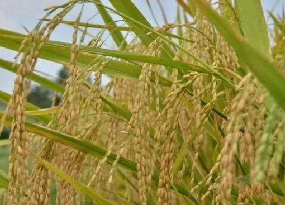 植物常识问题|收购稻谷水分与价格之间的关系（刚收割水稻标准水分）