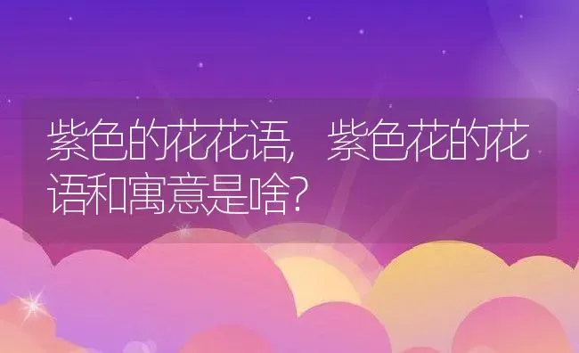 紫色的花花语,紫色花的花语和寓意是啥？ | 养殖常见问题