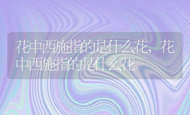 花中西施指的是什么花,花中西施指的是什么花 | 养殖常见问题