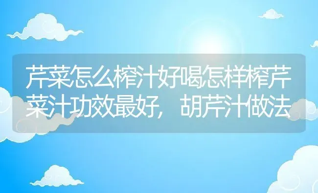 芹菜怎么榨汁好喝怎样榨芹菜汁功效最好,胡芹汁做法 | 养殖常见问题