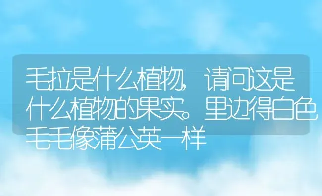 毛拉是什么植物,请问这是什么植物的果实。里边得白色毛毛像蒲公英一样 | 养殖常见问题