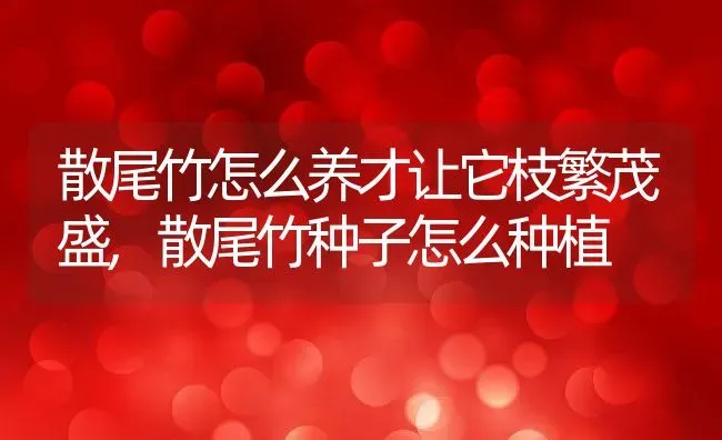 散尾竹怎么养才让它枝繁茂盛,散尾竹种子怎么种植 | 养殖常见问题