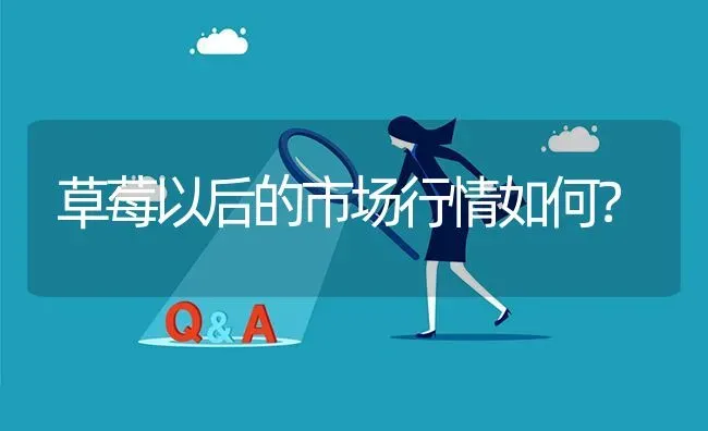 草莓以后的市场行情如何? | 养殖问题解答
