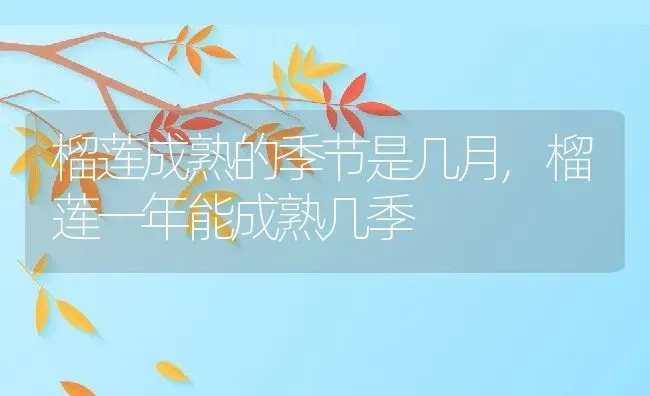 榴莲成熟的季节是几月,榴莲一年能成熟几季 | 养殖常见问题