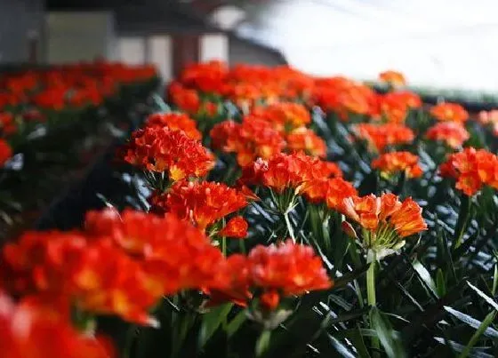 植物常识问题|用什么土养护君子兰年年开满盆