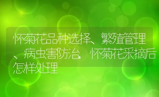 怀菊花品种选择、繁殖管理、病虫害防治,怀菊花采摘后怎样处理 | 养殖常见问题